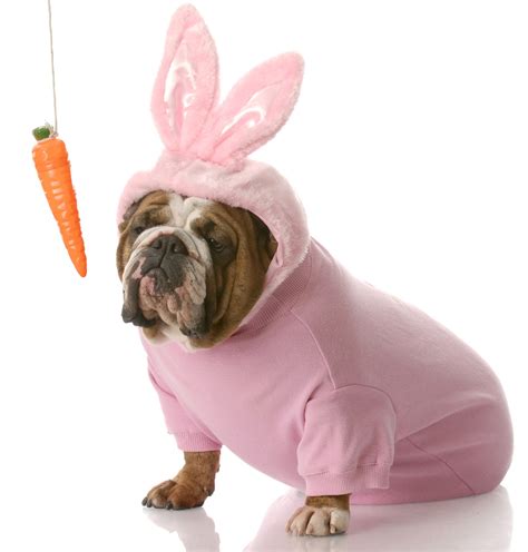 dogs dressed as bunnies|easter bunny pet costume.